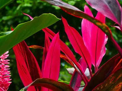 a group of pink plants with green leaves at Maoritsio Garden Studios in Santa Teresa Beach
