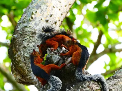 a group of squirrels sitting in a tree at Maoritsio Garden Studios in Santa Teresa Beach