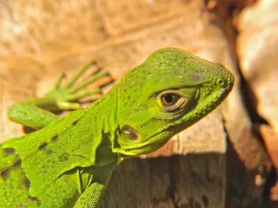 a green lizard is sitting on a wooden table at Guacamaya Lodge in Paraíso