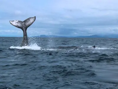 a dolphin jumping out of the water in the ocean at Lovely studio-apartment near the beach in Uvita