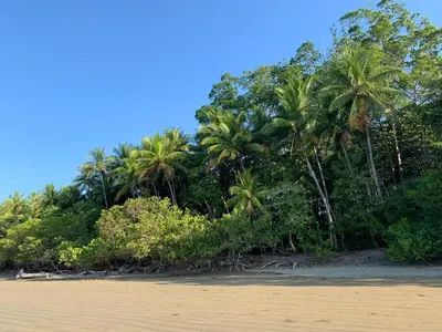 a group of palm trees on the shore of a beach at Lovely studio-apartment near the beach in Uvita