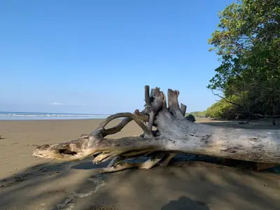 a tree trunk laying on a sandy beach at Lovely studio-apartment near the beach in Uvita