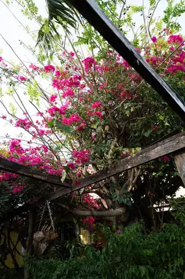 a bush of pink flowers on a fence at Hotel Punta Descartes in La Cruz