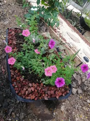 a flower garden with pink flowers in a pot at EcoVillas Las Melinas in Playa Avellana