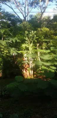 a view of a garden with trees and plants at EcoVillas Las Melinas in Playa Avellana