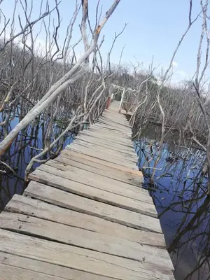 a boardwalk through the mangroves in the water at EcoVillas Las Melinas in Playa Avellana