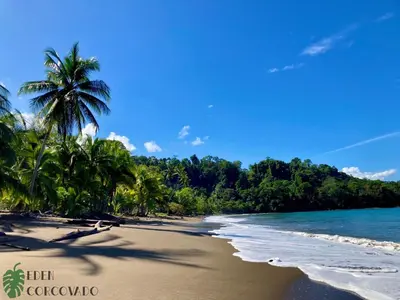 a beach with palm trees and the ocean at Eden Corcovado in San Pedrillo