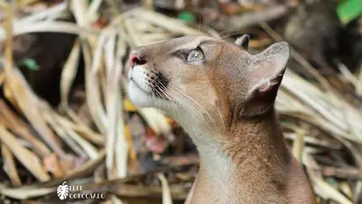a cat is looking up into the sky at Eden Corcovado in San Pedrillo