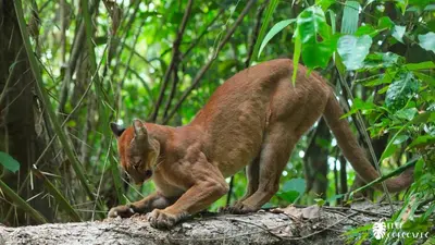 a mountain lion standing on a rock in the woods at Eden Corcovado in San Pedrillo