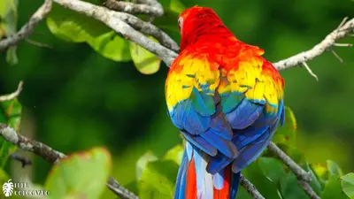 a colorful bird sitting on a tree branch at Eden Corcovado in San Pedrillo