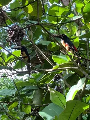 a bird sitting on a branch of a tree at Eco Hotel Villas del Tortuguero in Cariari