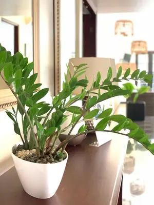 a potted plant sitting on top of a table at Hotel Mango Airport in Alajuela City