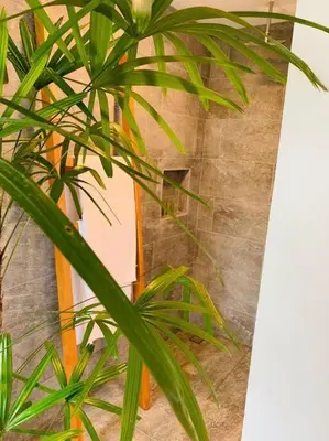 a green plant sitting next to a wall at Luxury Villa Caoba- Private, Serene, Amazing Views at Finca Chilanga in San Mateo