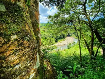 a tree trunk with a view of a river at Luxury Villa Caoba- Private, Serene, Amazing Views at Finca Chilanga in San Mateo