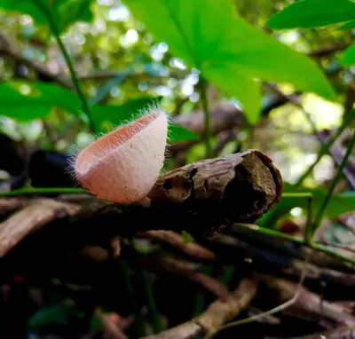 a close up of a mushroom on a tree branch at Luxury Villa Caoba- Private, Serene, Amazing Views at Finca Chilanga in San Mateo