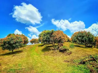 a group of trees on a hill with a blue sky at Luxury Villa Caoba- Private, Serene, Amazing Views at Finca Chilanga in San Mateo