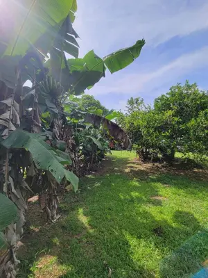 a banana tree with a bunch of bananas on it at Myra Chalets in Bijagua