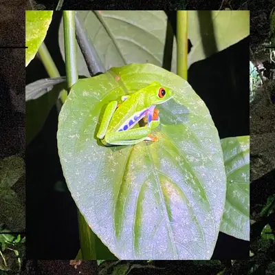a green frog sitting on a green leaf at Myra Chalets in Bijagua