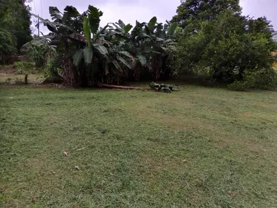 a group of animals laying in the grass in a field at Myra Chalets in Bijagua
