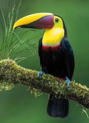 a colorful bird sitting on a tree branch at Villas Töcu-Casa Perezoso in Fortuna