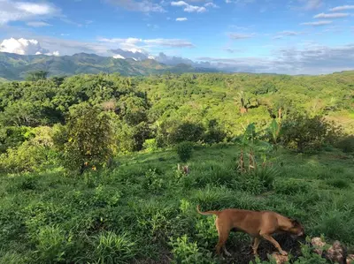 a dog walking in the grass in a field at Luxury Villa Carao - Serene Amazing Views at Finca Chilanga in San Mateo