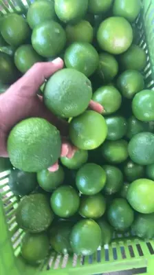 a person holding a basket full of green limes at Luxury Villa Carao - Serene Amazing Views at Finca Chilanga in San Mateo