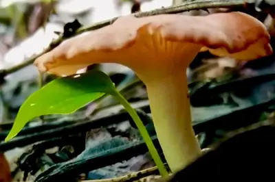 a orange mushroom with a green leaf on a plant at Luxury Villa Carao - Serene Amazing Views at Finca Chilanga in San Mateo