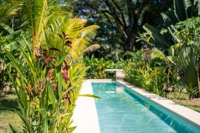 a swimming pool in the middle of a garden at Feeling Trees Jungle Lodge in Cabuya