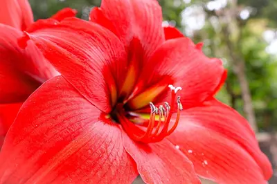a close up of a red flower at Monteverde Magic Mountain in Monteverde Costa Rica