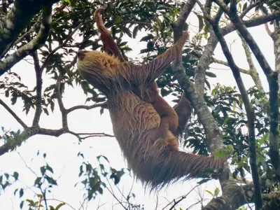 a sloth hanging from a tree branch at Monteverde Magic Mountain in Monteverde Costa Rica
