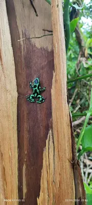 a frog sitting on the side of a tree trunk at The Bees House in Fortuna