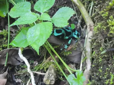 a frog sitting on the ground next to a plant at The Bees House in Fortuna