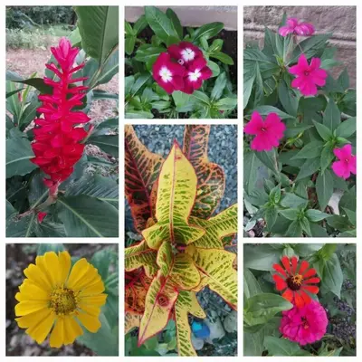 a group of different flowers in four pictures at The Bees House in Fortuna