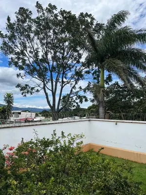 a palm tree in front of a white wall with a tree at MARIO in Alajuela City