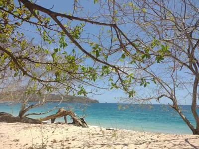 a view of a beach with trees and the ocean at Habitación Privada Economica con baño compartido in Brasilito