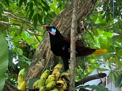 a black bird sitting on a bunch of bananas at Tortuguero Hill Rooms in Tortuguero