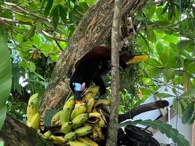 a bird standing on a bunch of bananas on a tree at Tortuguero Hill Rooms in Tortuguero