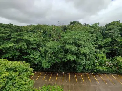 a bunch of trees in a parking lot at Condo en Jacó in Jacó