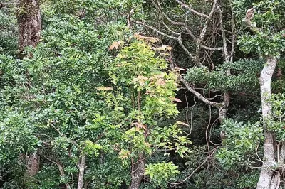 a group of trees with branches and leaves at Globi Lodge #5 in Monteverde Costa Rica