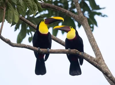 two birds are sitting on a tree branch at Casa Montaña & Spa Pital de San Carlos Costa Rica in Pital