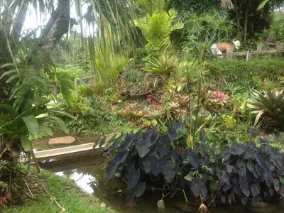 a garden with many plants and a pond at Botanica Gardens and Eco Lodge in San Gerardo
