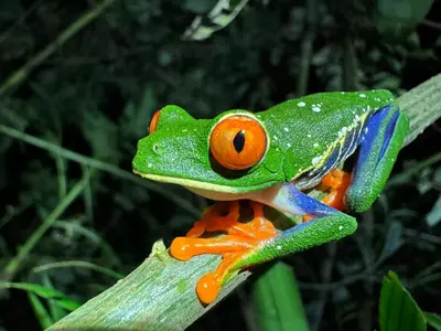 a green and orange frog sitting on a plant at Botanica Gardens and Eco Lodge in San Gerardo