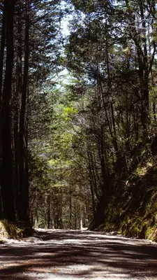 a road in the middle of a forest with trees at Hacienda La Lucha in Lucha