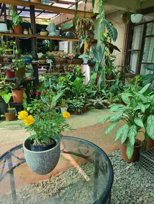 a room filled with lots of potted plants at Casa Maranta in San Miguel