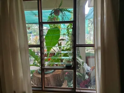 a window with a view of a plant at Casa Maranta in San Miguel