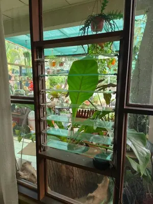 a window view of a plant in a terrarium at Casa Maranta in San Miguel