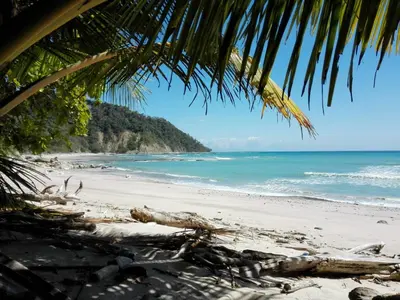 a view of the beach from under a palm tree at Hotel Amor de Mar in Montezuma