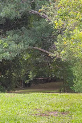 a tree branch hanging over a field of grass at Organic Garden in San José