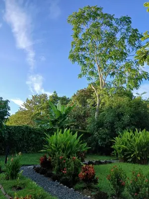 a garden with plants and trees on a sunny day at Apartamento con Terraza y Vista al Jardín in Uvita