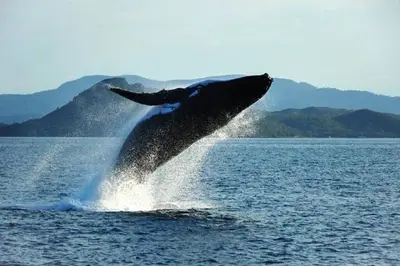 a humpback whale jumping out of the water at Beautiful studio-apartment near the beach in Uvita